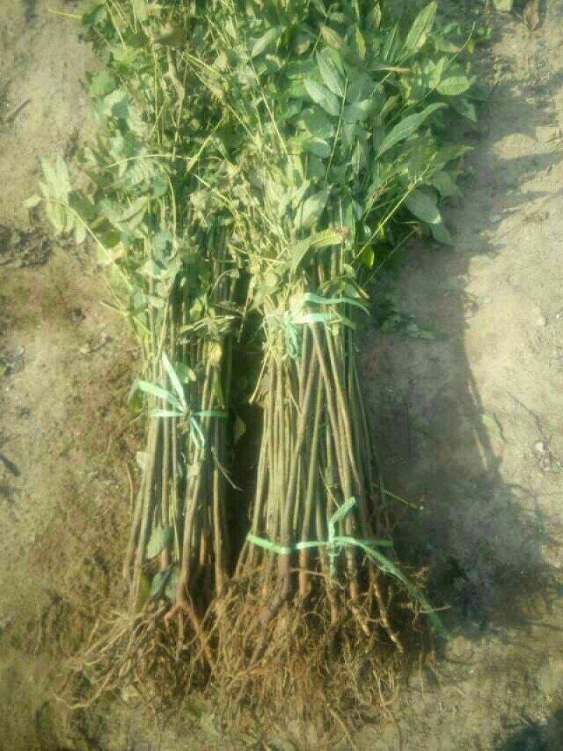 红油香椿苗0.5公分提供种植技术