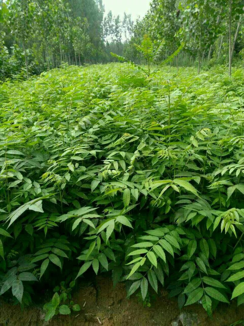 红油香椿苗0.5公分提供种植技术