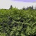红油香椿苗0.5公分提供种植技术