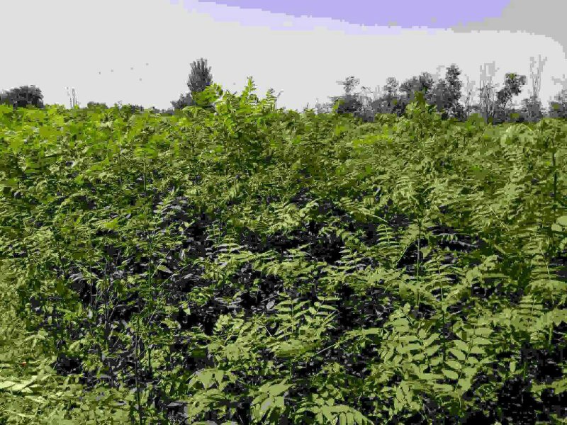 红油香椿苗0.5公分提供种植技术