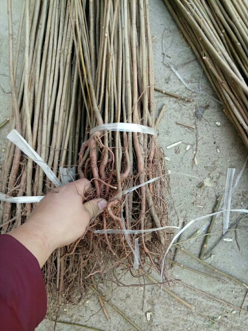 红油香椿苗0.5公分提供种植技术
