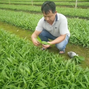 白芨苗，重楼苗