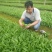 白芨苗，重楼苗