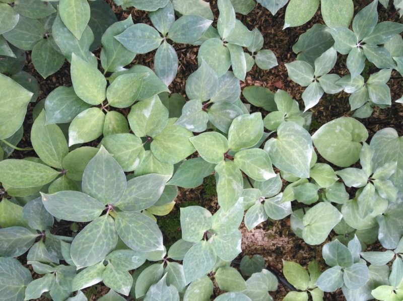 白芨苗，重楼苗
