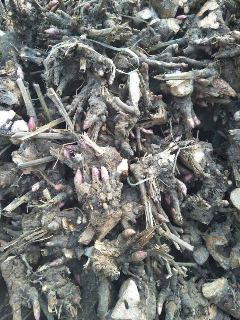 白芍种苗:白芍芽！优质改良白芍种苗！成活率高！