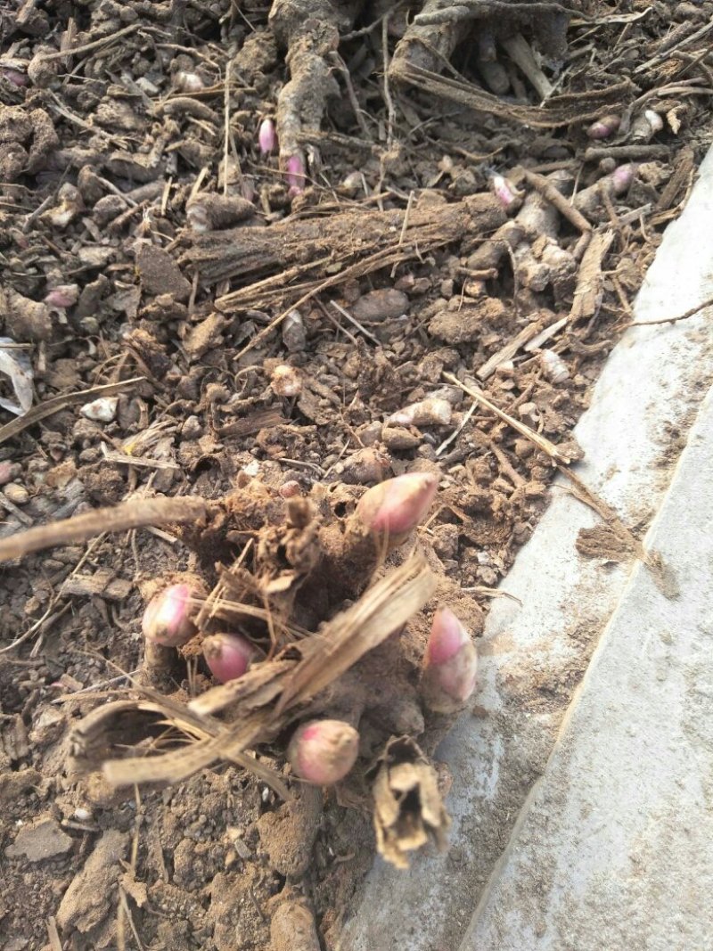 白芍种苗:白芍芽！优质改良白芍种苗！成活率高！