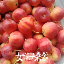两百亩红太苹沙果，大量上市，