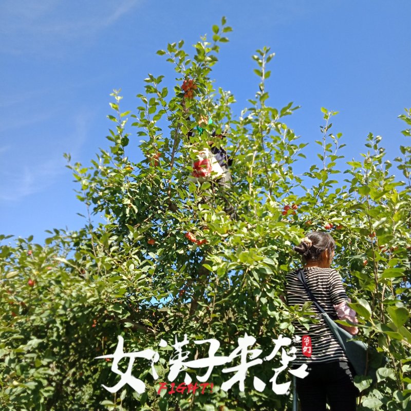 两百亩红太苹沙果，大量上市，