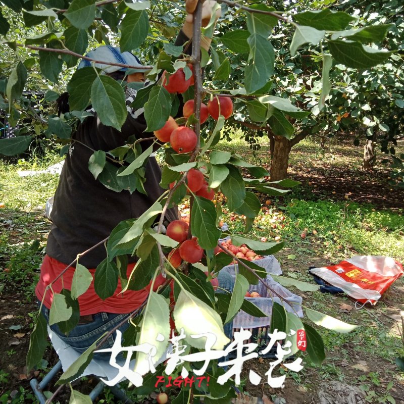 两百亩红太苹沙果，大量上市，