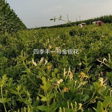 四季丰树形金银花苗