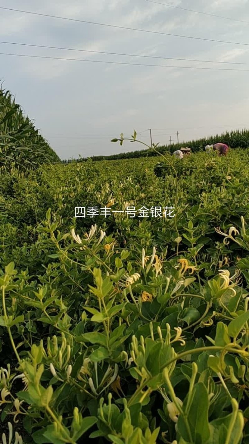 四季丰树形金银花苗