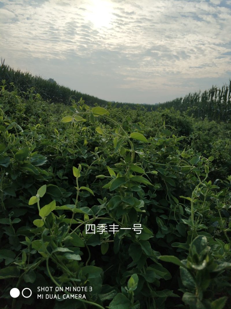 四季丰树形金银花苗
