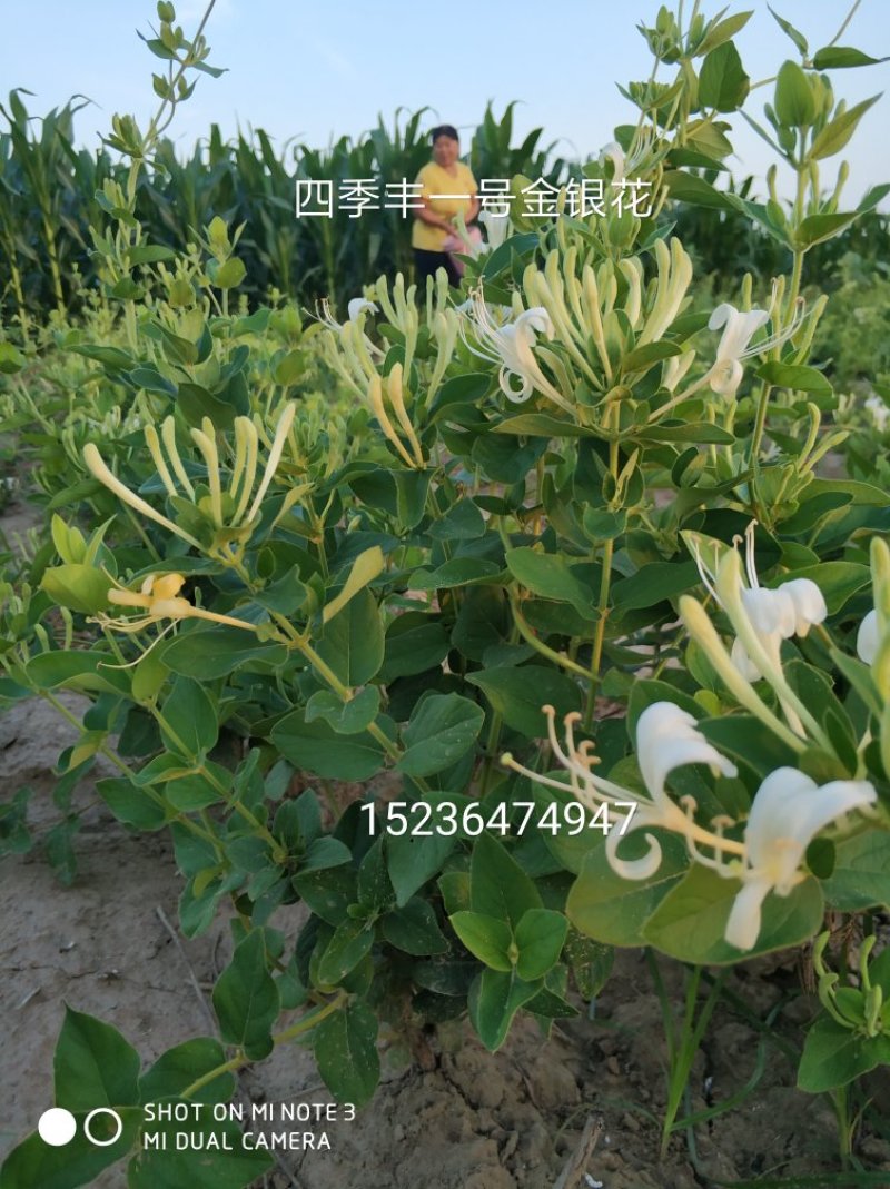 四季丰树形金银花苗