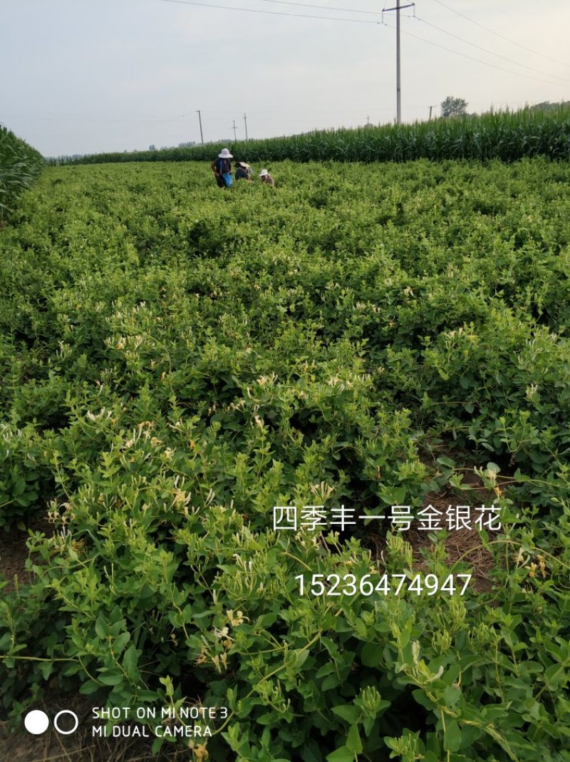 四季丰树形金银花苗