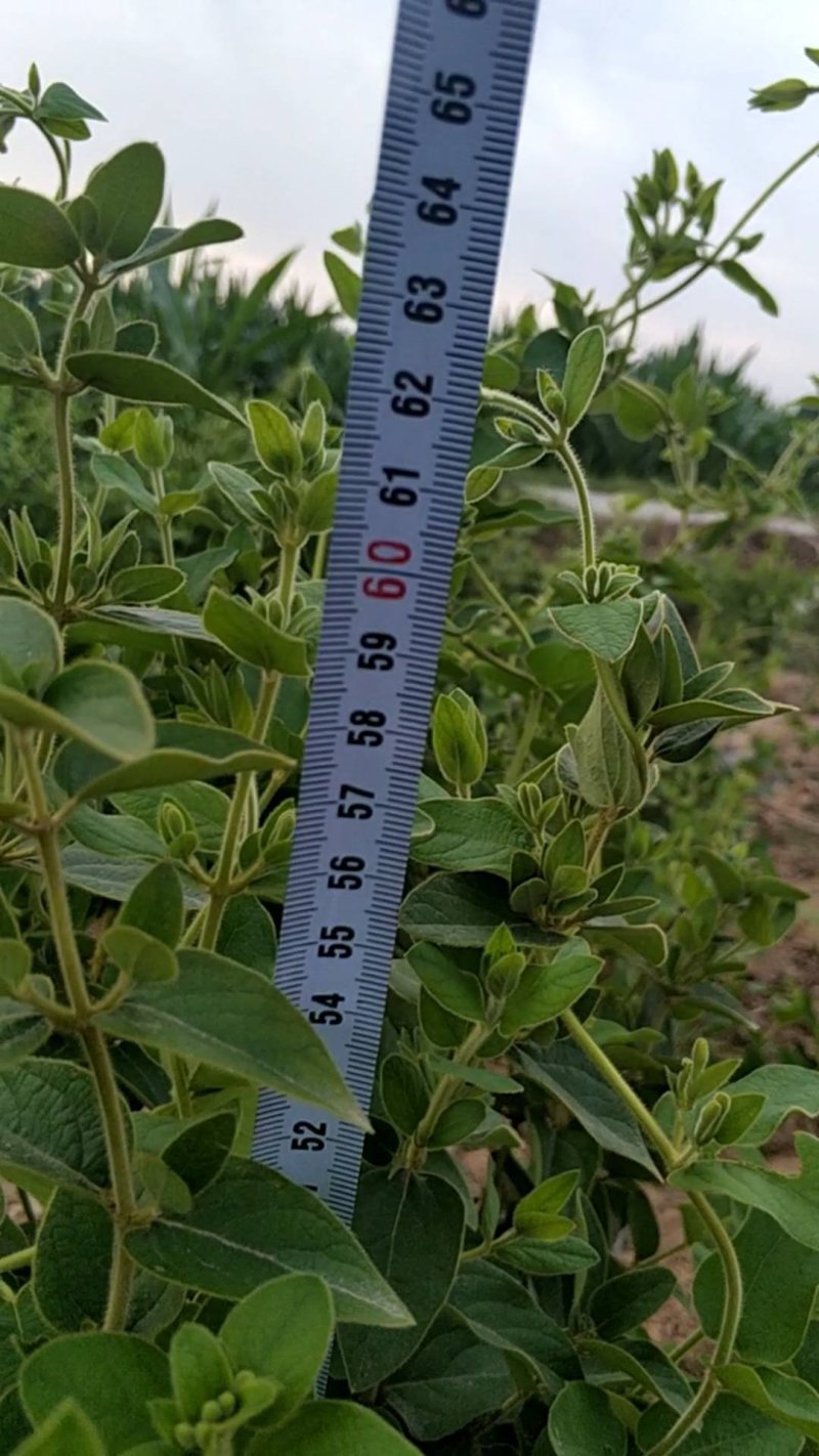 四季丰树形金银花苗