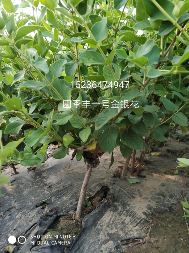 四季丰树形金银花苗