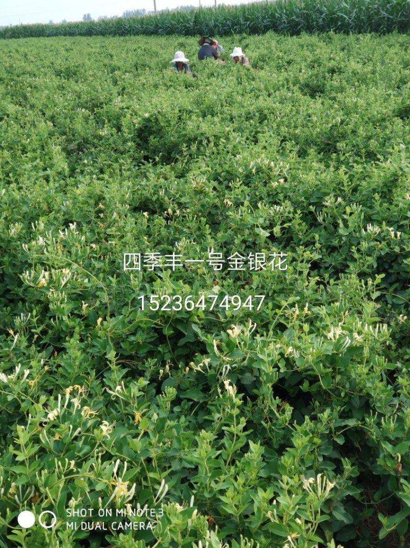 四季丰树形金银花苗