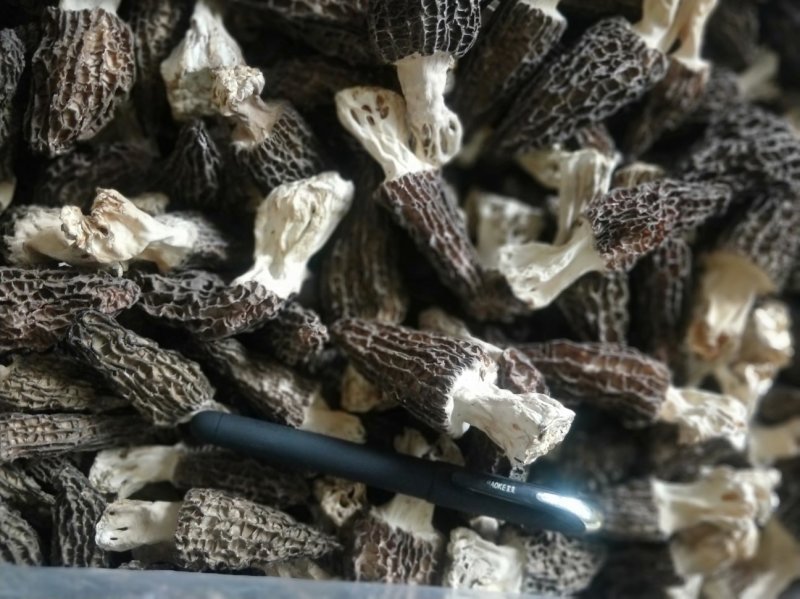 羊肚菌干货