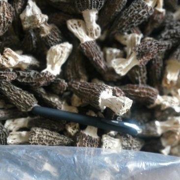 羊肚菌干货