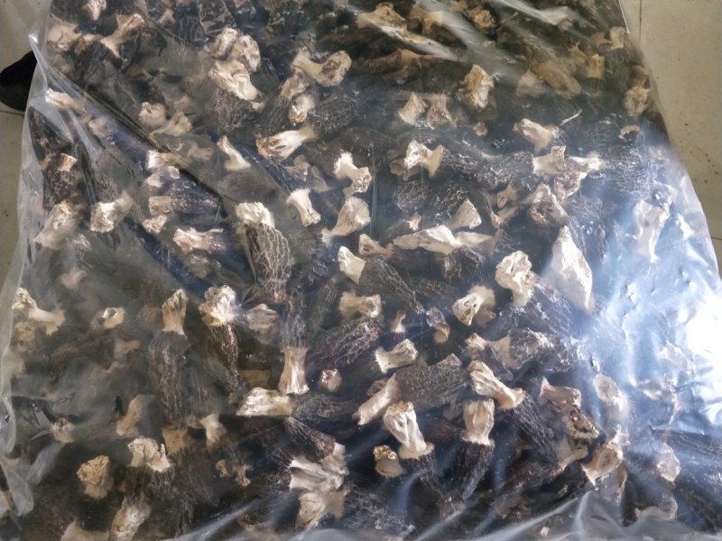 羊肚菌干货
