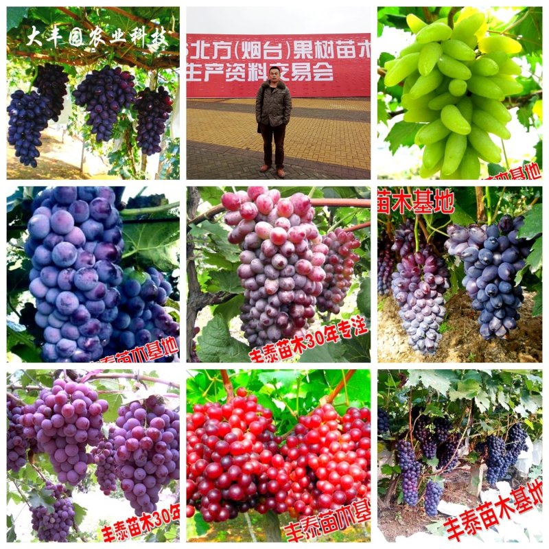 葡萄苗种植葡萄葡萄苗价格种植葡萄苗购买好