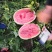 双红壤金城五，12斤起