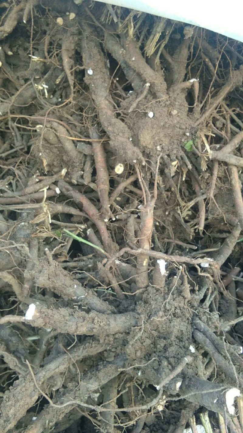 常年供应白芍芽白芍根