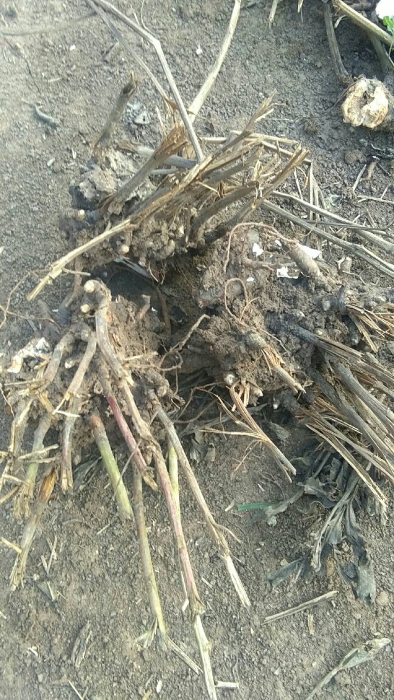 常年供应白芍芽白芍根