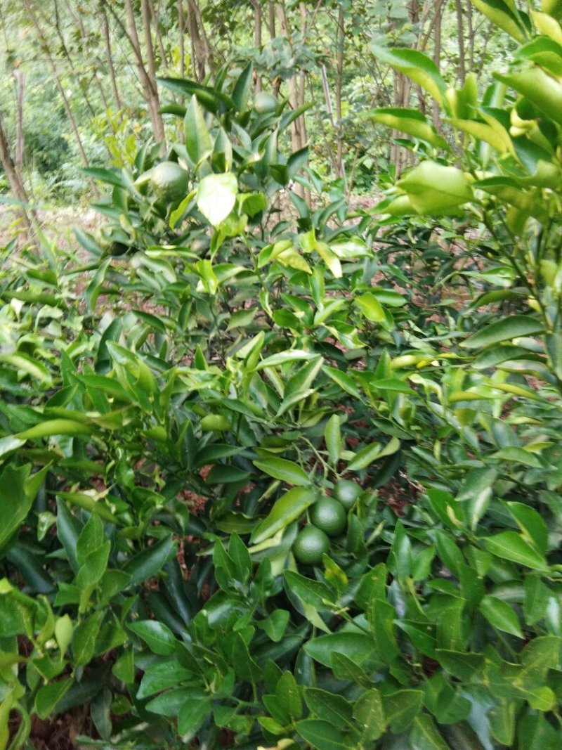 春见苗，(粑粑柑)，基地直销，地苗杯苗，量大从优