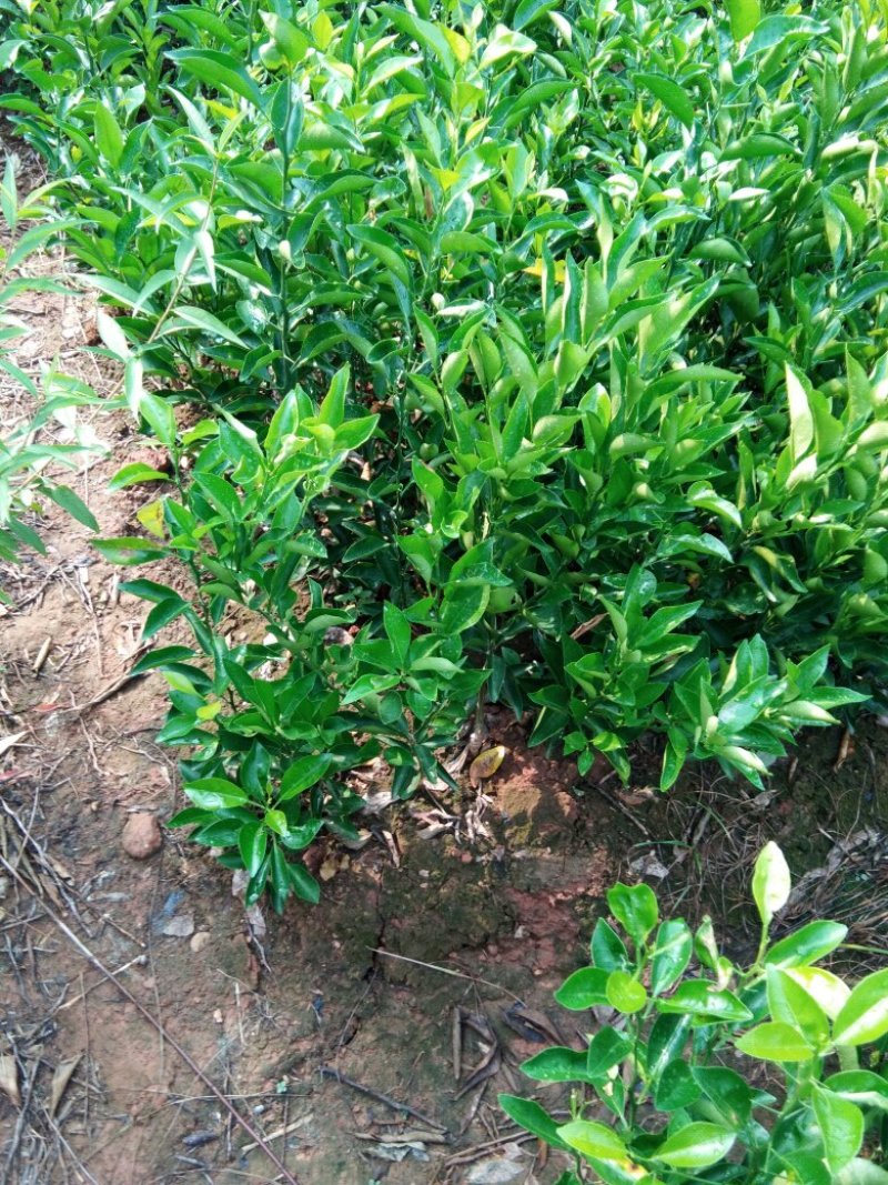 春见苗，(粑粑柑)，基地直销，地苗杯苗，量大从优