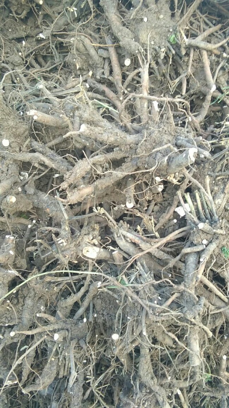 白芍芽白术苗