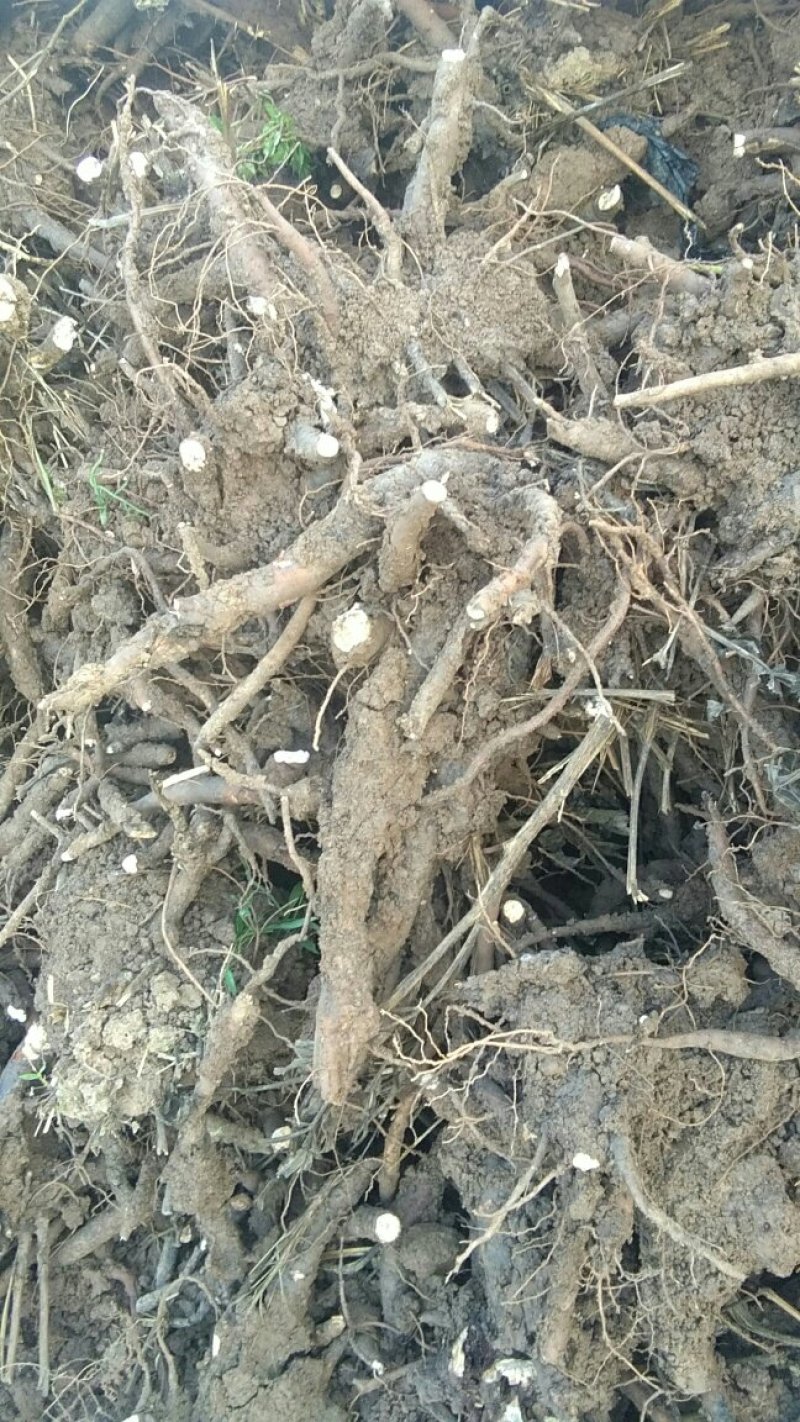 白芍芽白术苗