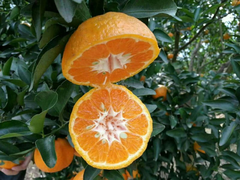 蜜橘基地直供保质保量诚信经营支持打款发货