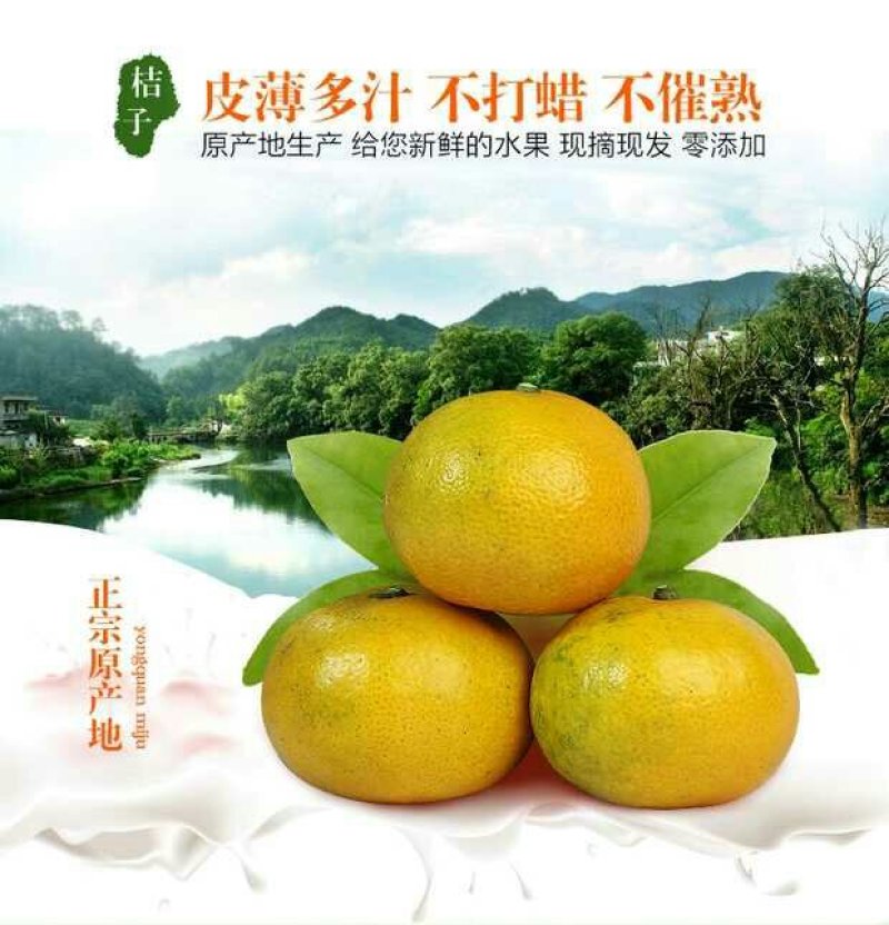 不知火柑桔丑桔丑八怪基地直供，物美价廉保质保量