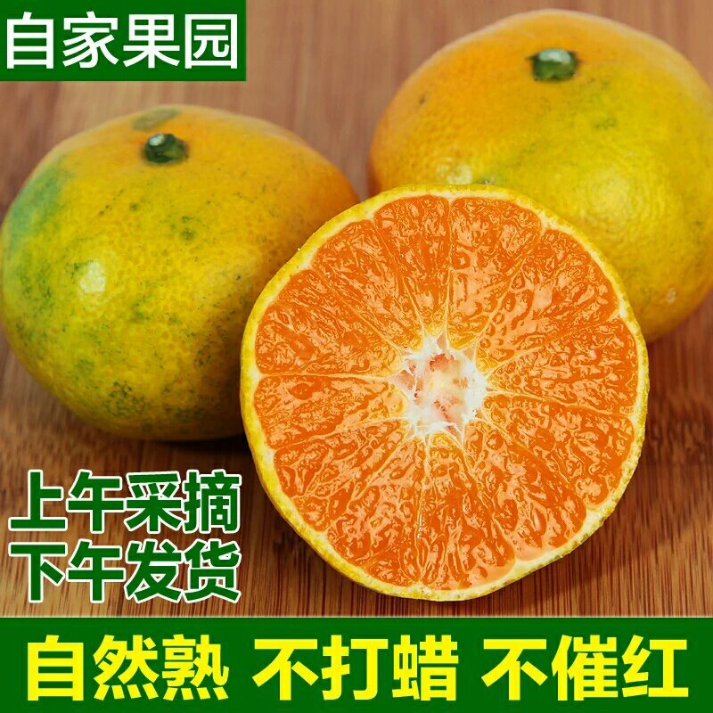 不知火柑桔丑桔丑八怪基地直供，物美价廉保质保量