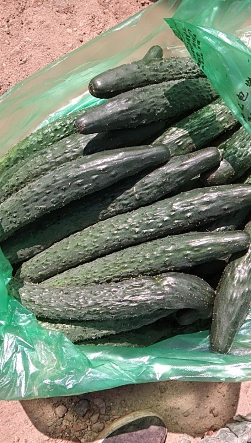出售大棚蔬菜