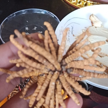 冬虫夏草