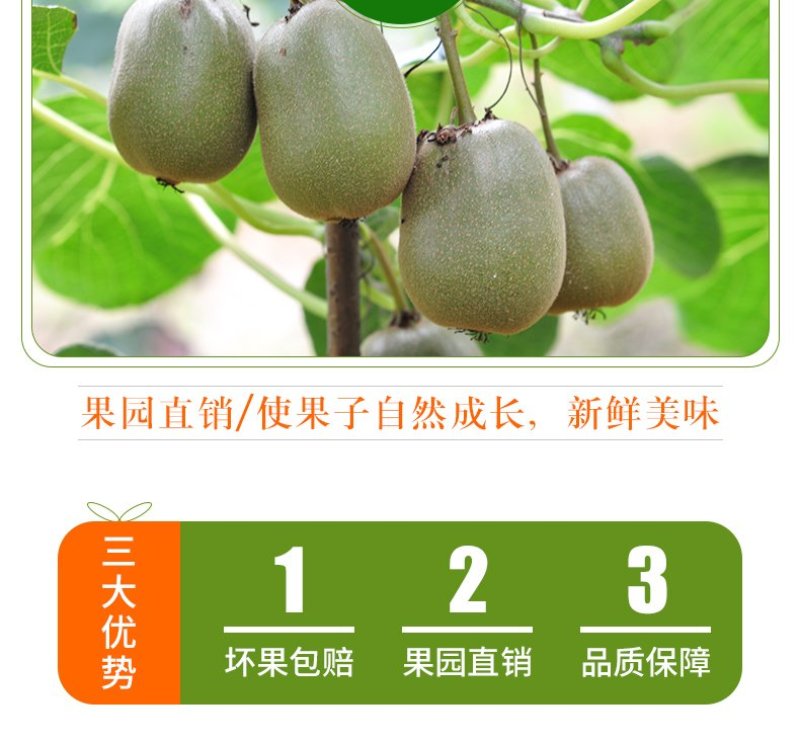 四川红心猕猴桃新鲜包邮批发当季水果现摘现发蒲江弥猴桃奇异