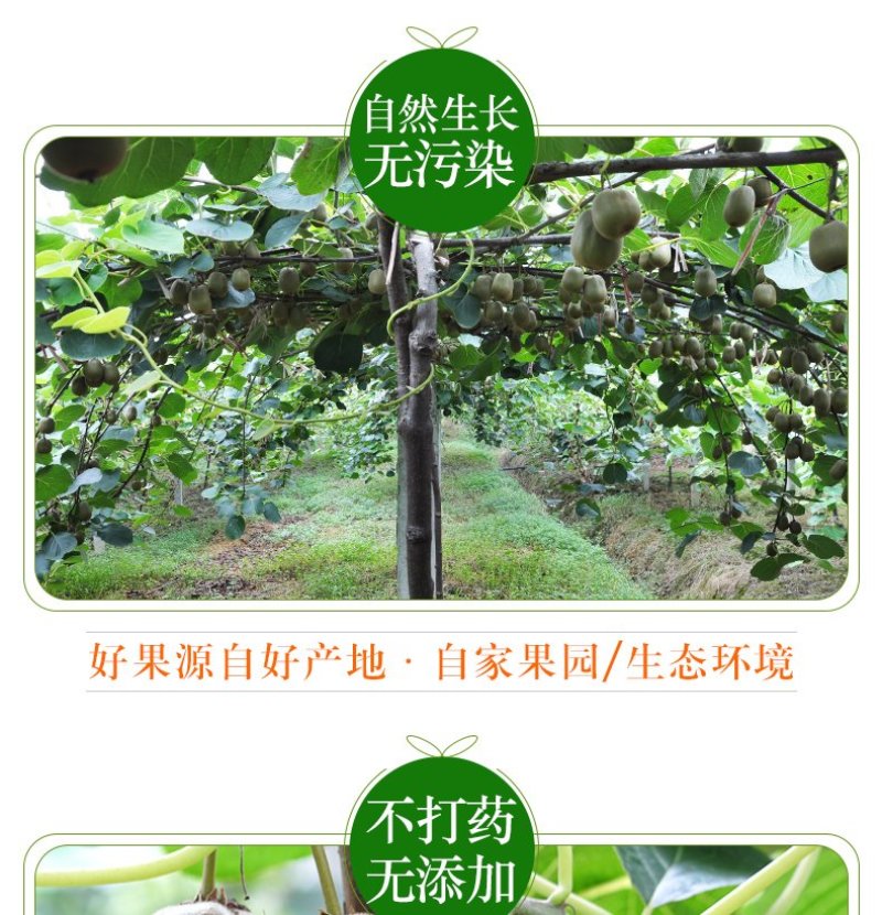 四川红心猕猴桃新鲜包邮批发当季水果现摘现发蒲江弥猴桃奇异