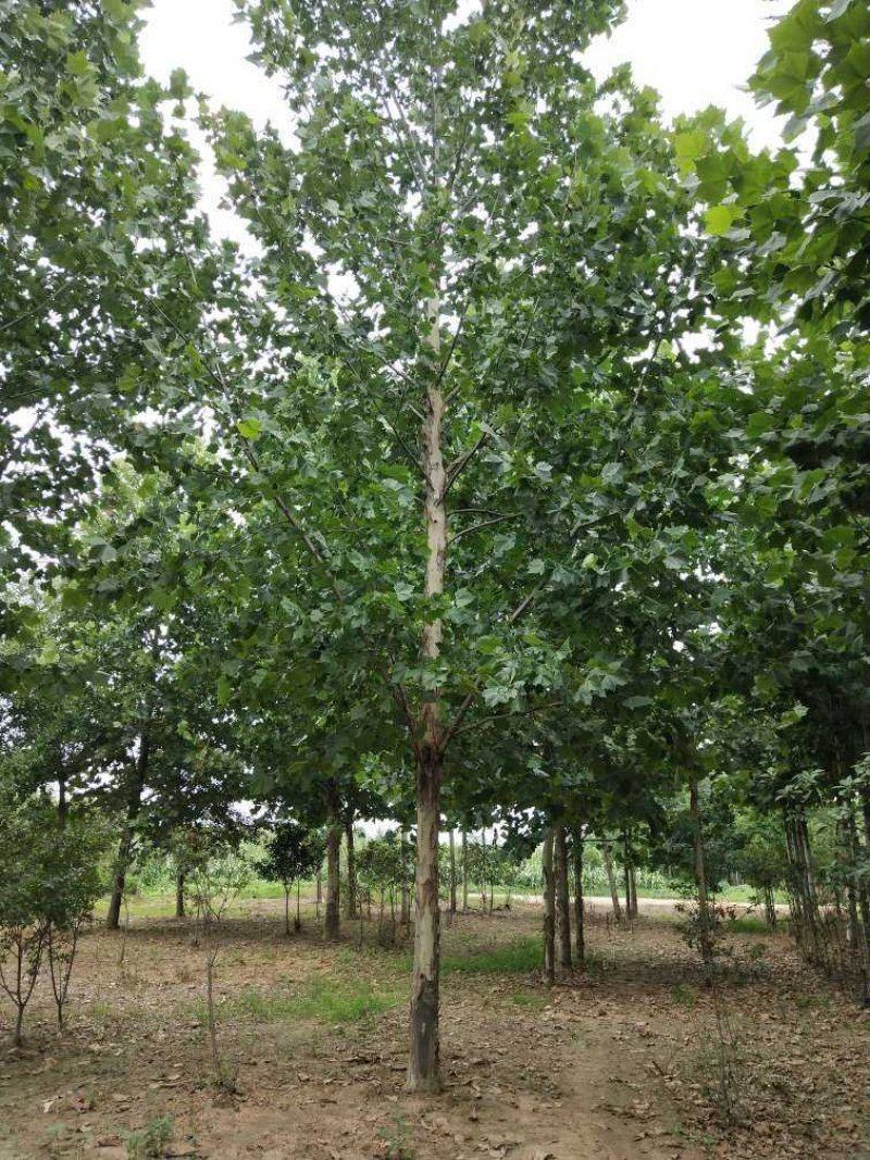 1-30公分法桐，苗圃直供