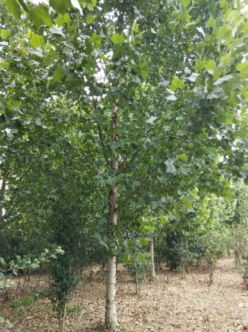 1-30公分法桐，苗圃直供