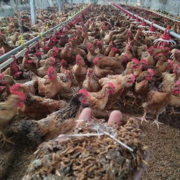 常年出售稻壳🐔粪保证质量！合作共赢！按时发货