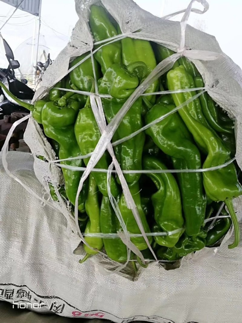 薄皮椒大量上市，货源充足诚招合作商ˉ来电咨询