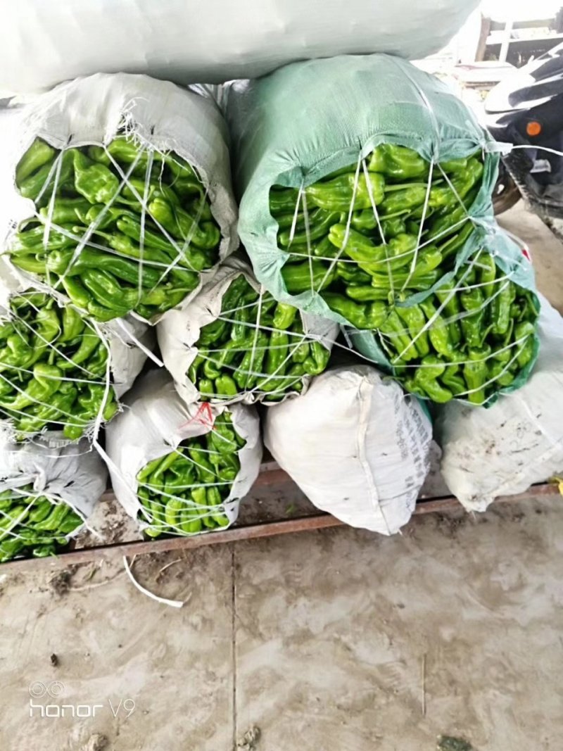 薄皮椒大量上市，货源充足诚招合作商ˉ来电咨询