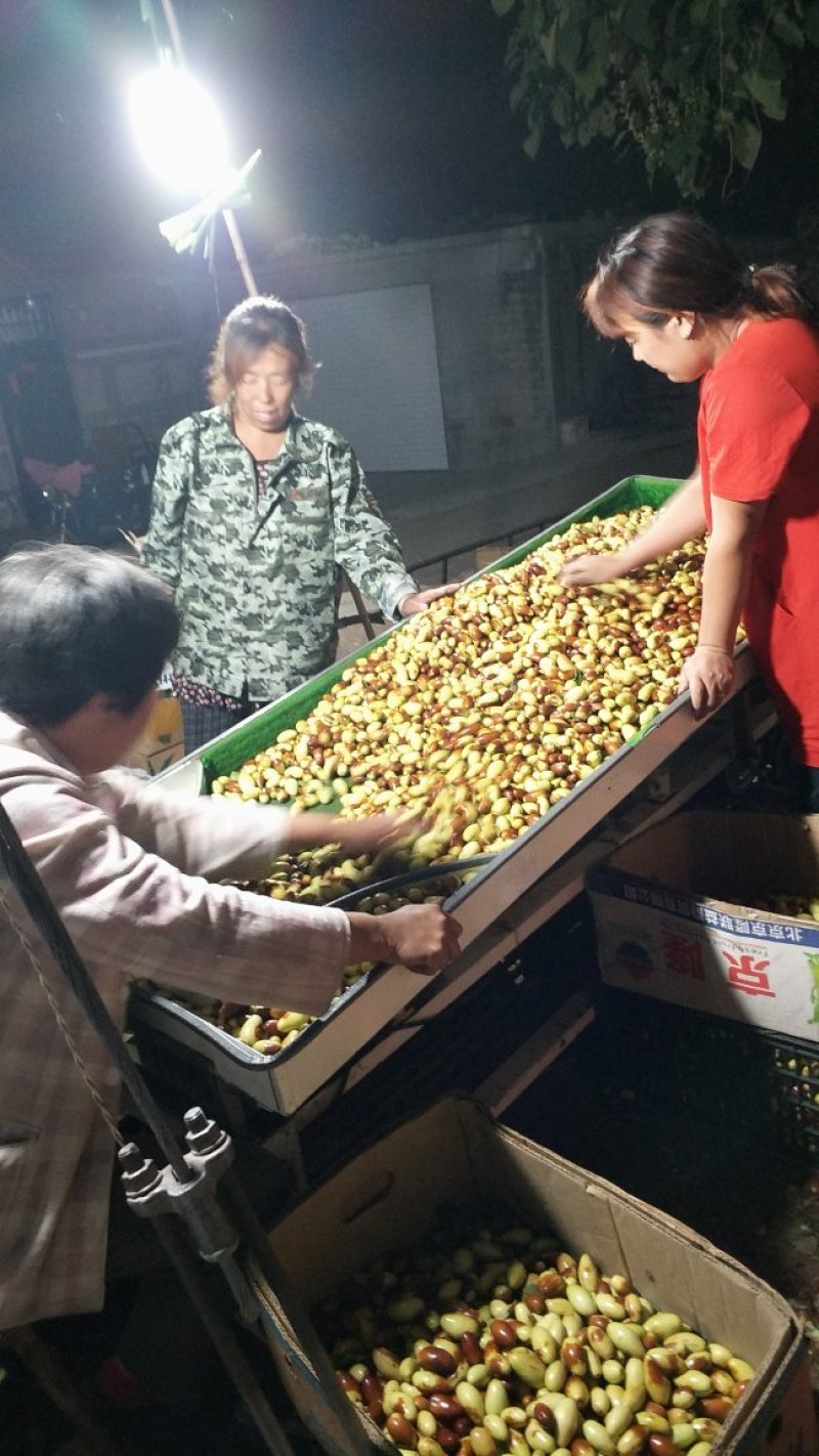马牙枣色泽鲜亮口感脆甜