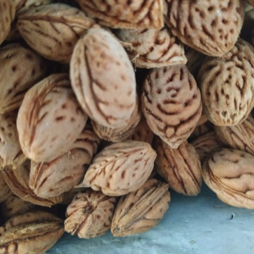 含仁饱满的毛桃胡