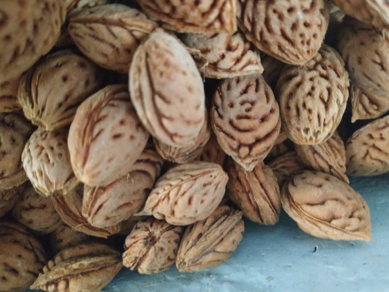 含仁饱满的毛桃胡