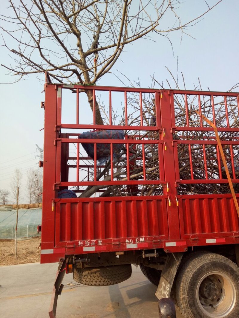 山东聊城占地桃树果树基地，价格低，绿化苗木大量现货