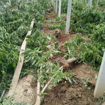 山东聊城占地桃树果树基地,价格低,绿化苗木大量现货