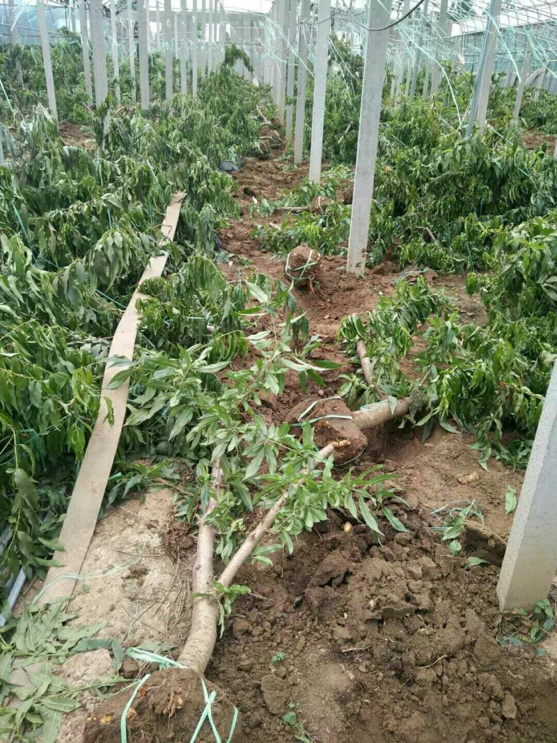 山东聊城占地桃树果树基地，价格低，绿化苗木大量现货